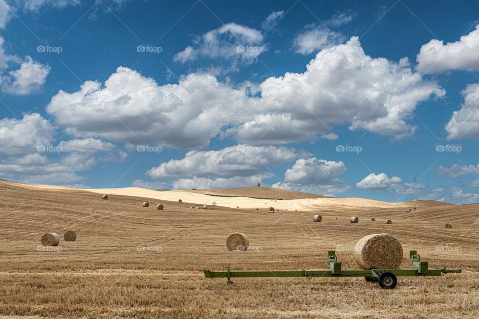 Harvest in Tuscany 