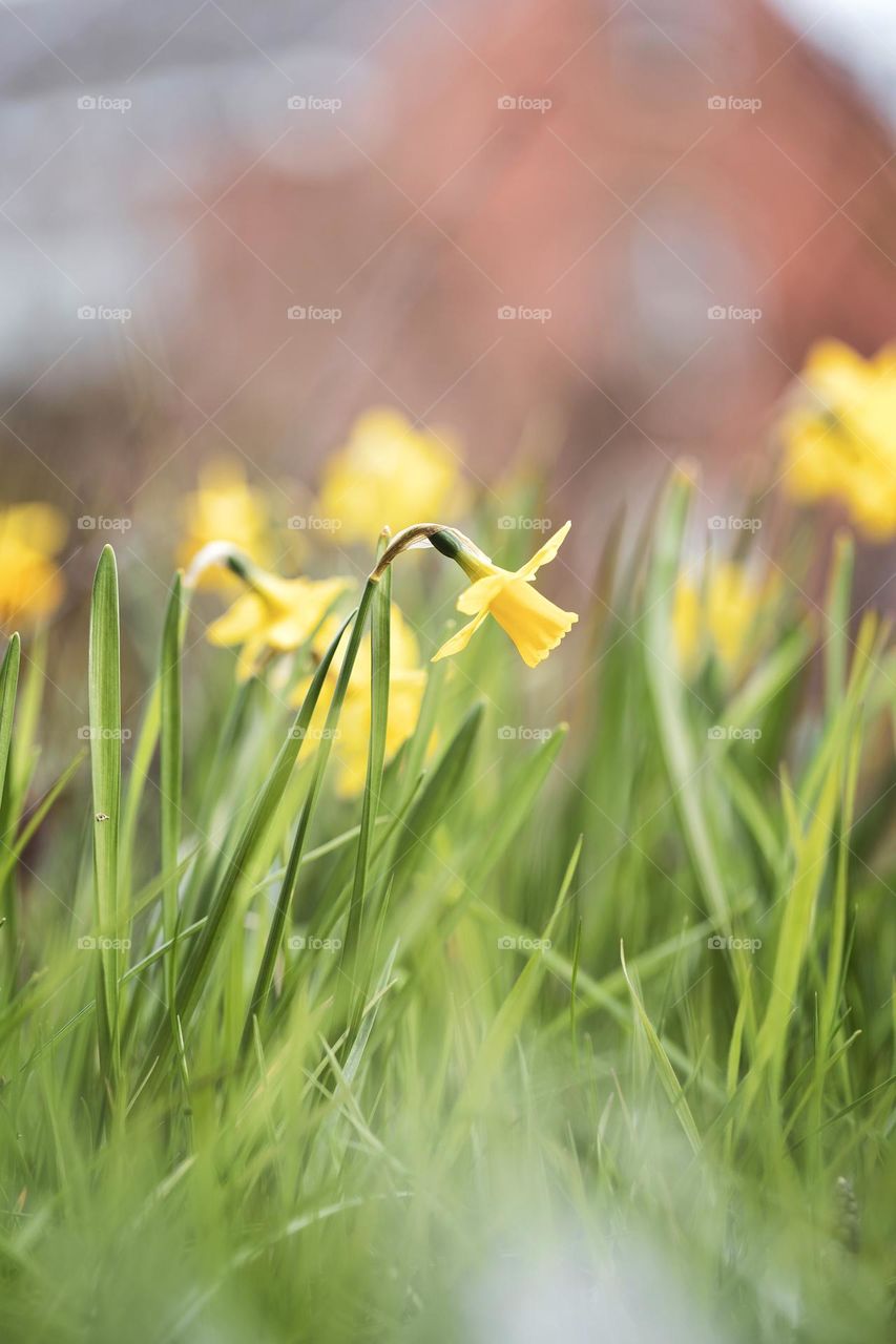 A portrait of a yellow daffodil flower standing in between a field of its own kind.