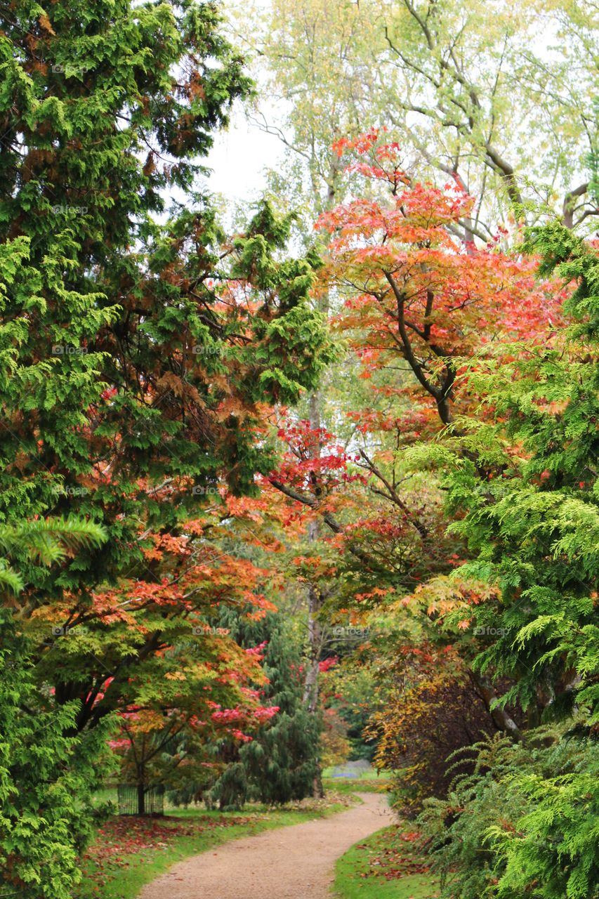 Autumn colours at Sheffield park