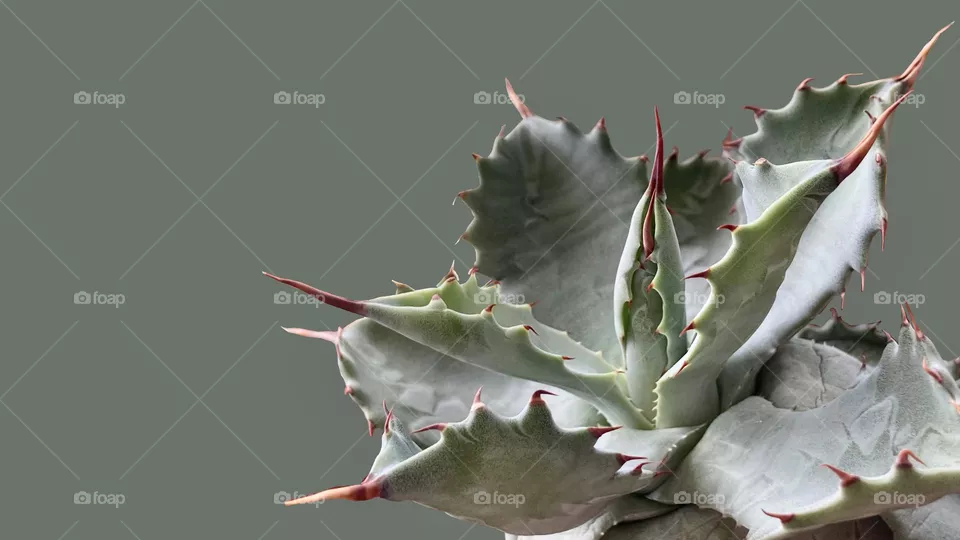 Agave, succulents, plants, copy space, backgrounds