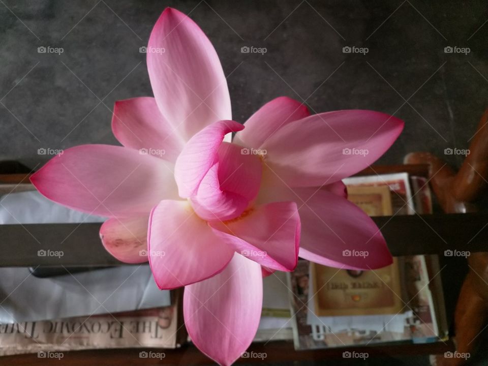Indian lotus flower