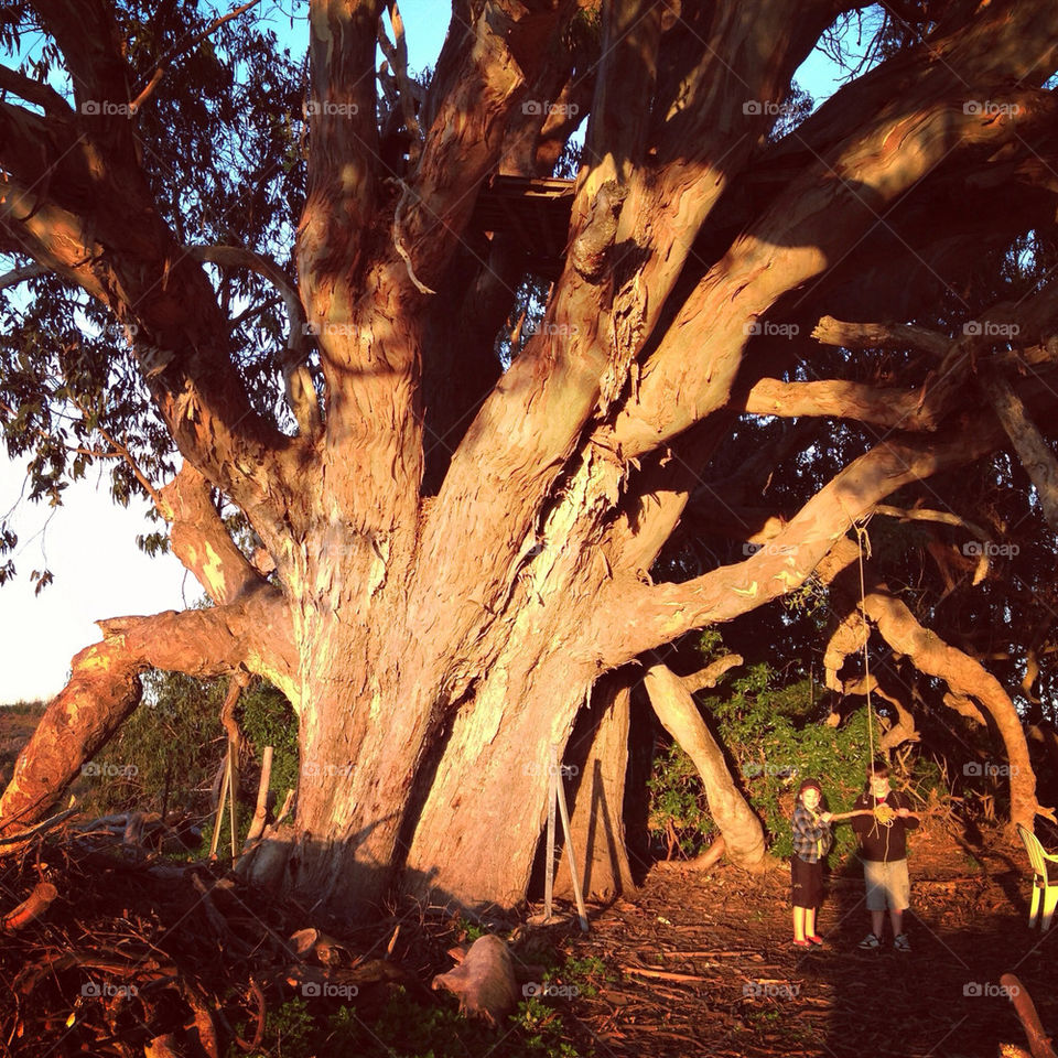 Biggest Eucalyptus tree ever!