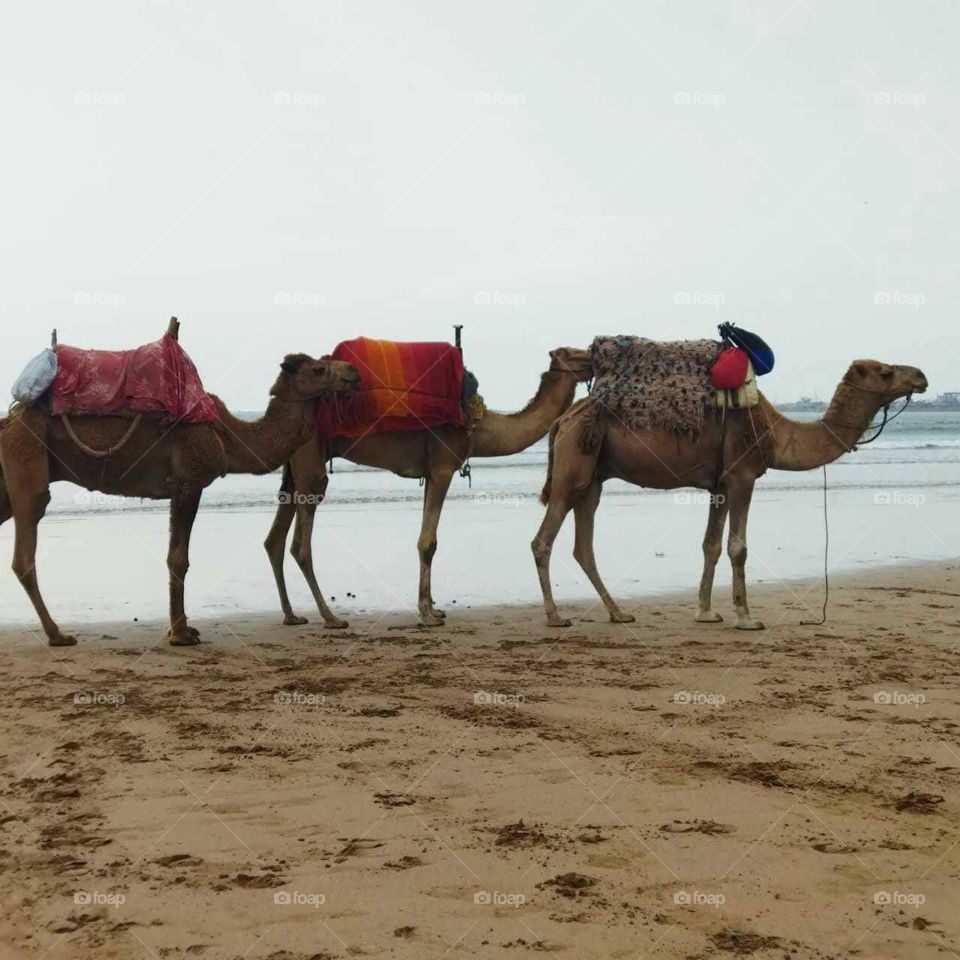 Travel destination:  a trip by camel near the beach at essaouira city in morocco.