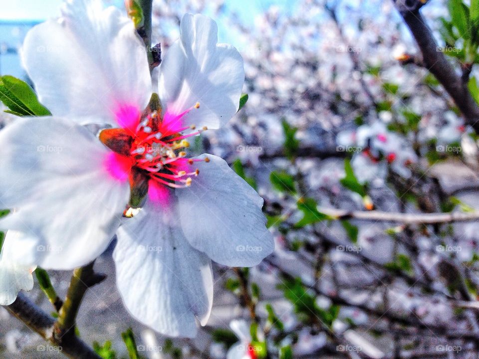 Cherry' s flower