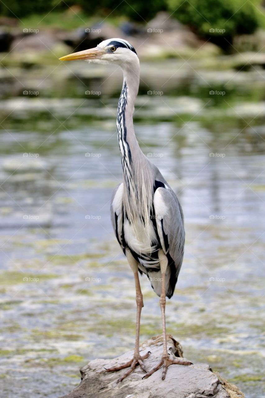 Gray heron