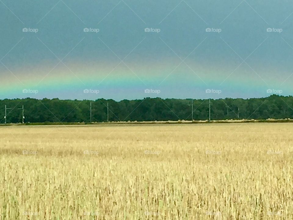 Rainbow over grain field