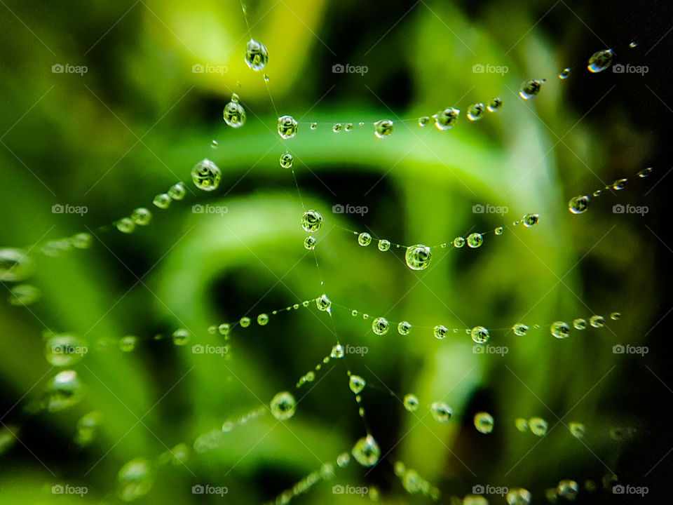 drops hanging from web