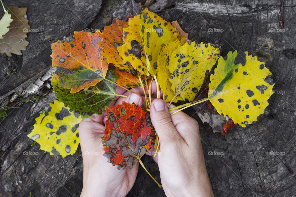 Autumn leaves in hands