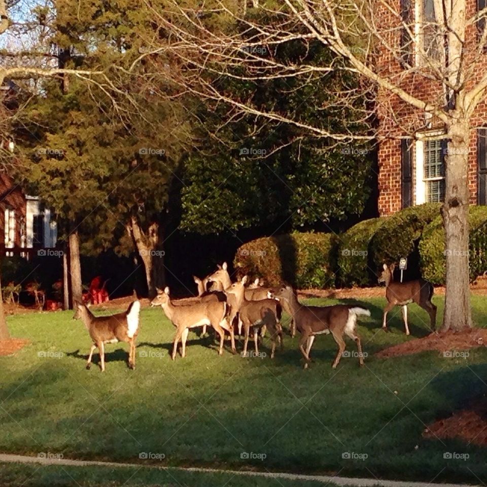 Several deer in front yard