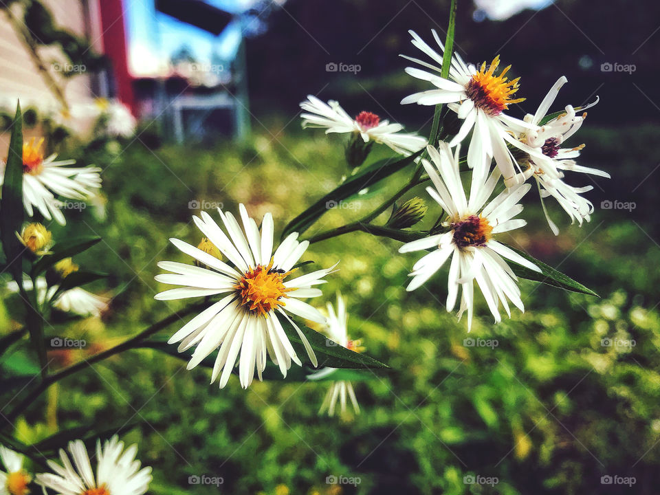 White weeds in green grass 