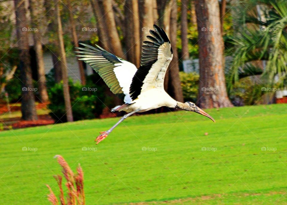 Wood Stork 2
