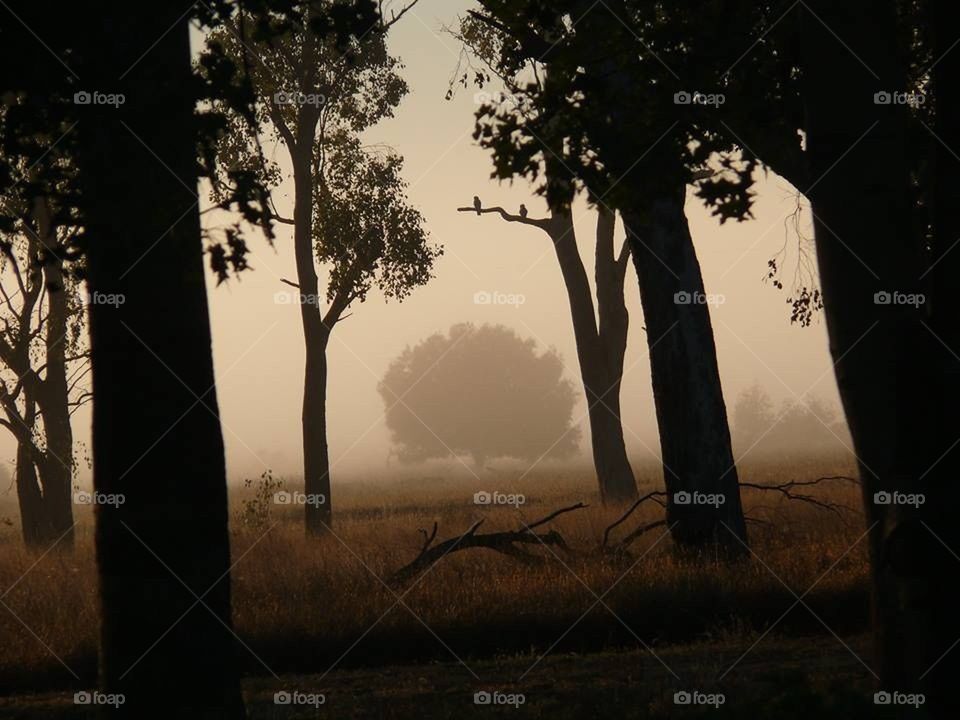 Dawn Fog Through the Bush