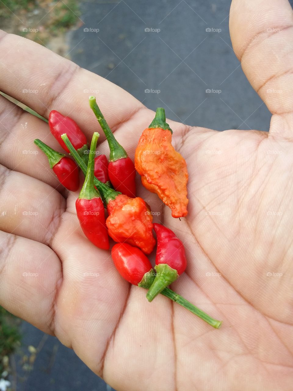 Hot Chilis. fresh from the garden hot red malaysian chilis