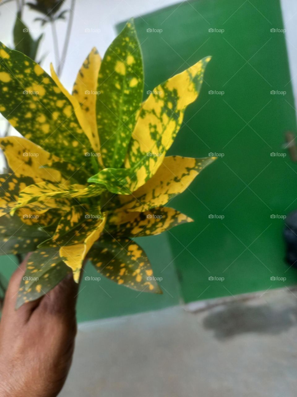 A Primavera é  a estação  das cores, do amor e, excelente para trabalhar a comunicação,  a abundância  e, a fertilidade em nosso caminhar individual. Trata-se de um ciclo de prosperidade