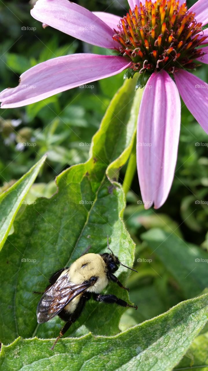 Bumblebee and Echinacia