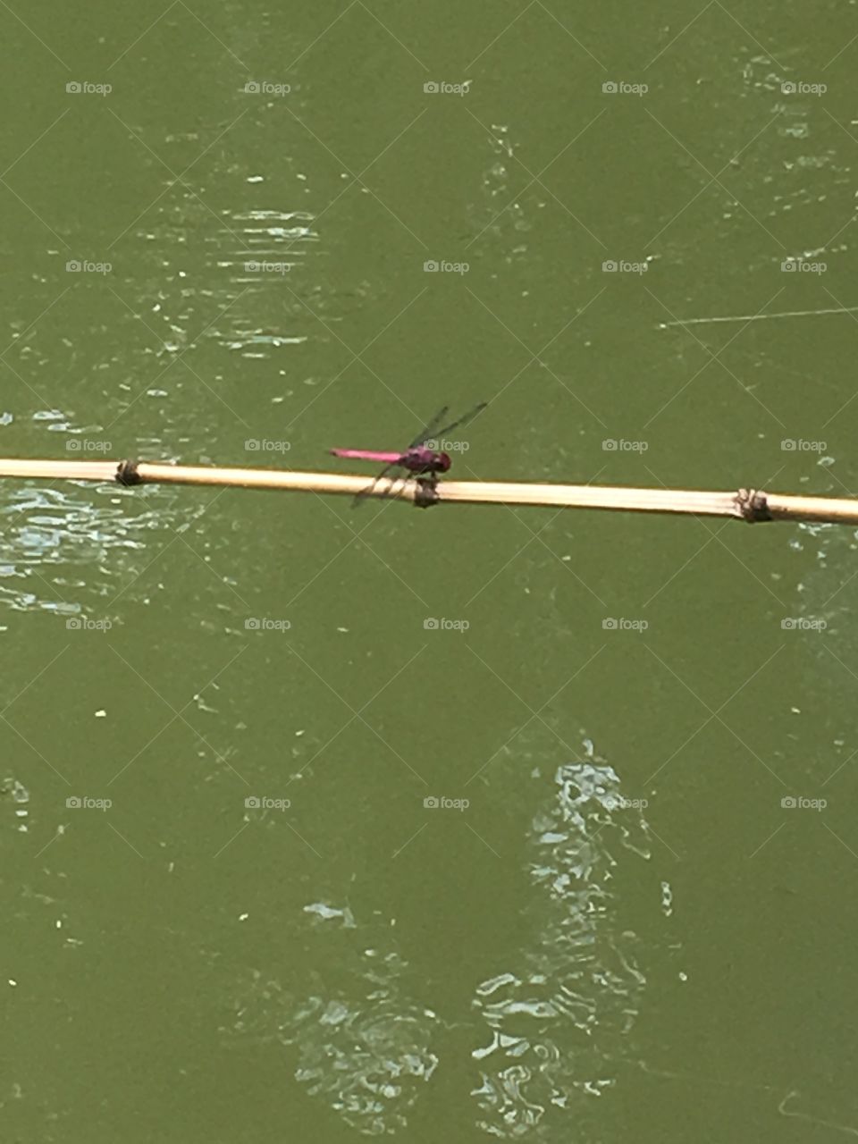 Uma libélula roxa se equilibrando na carinha de pescar, sob o calmo laguinho do sítio. 