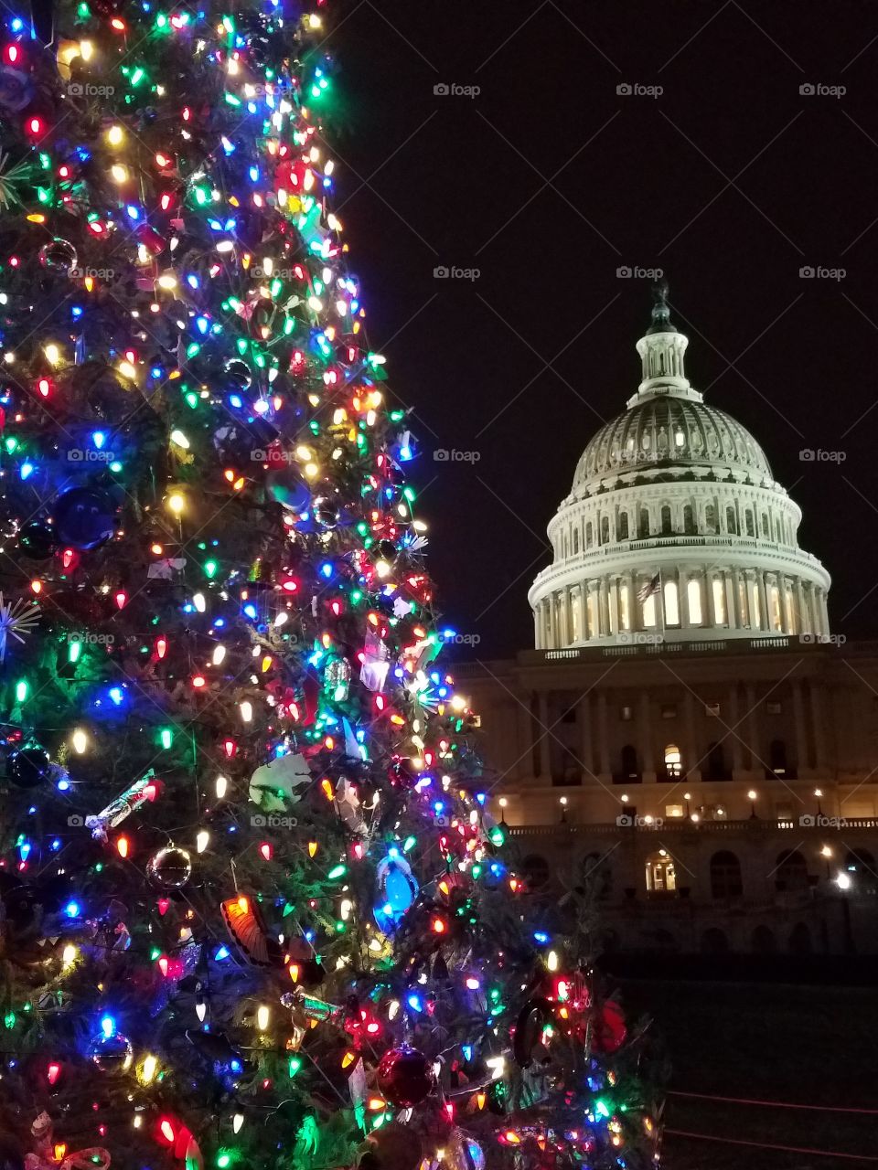 Christmas tree at the Capitol in Washington  DC