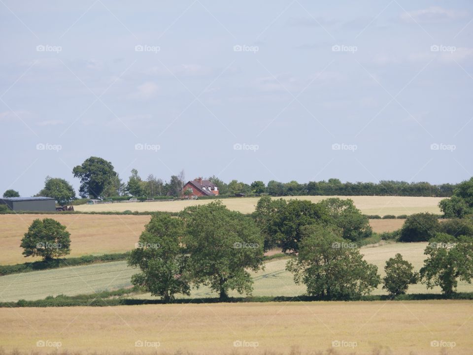 Field. Agriculture