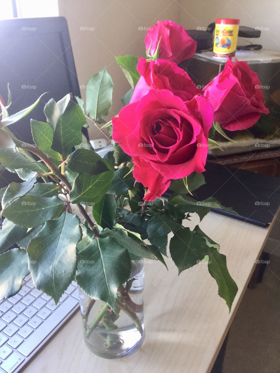 Flower, No Person, Rose, Vase, Decoration