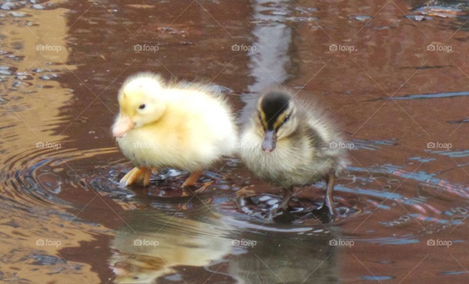 Ducklings
wild mallard /
Anas platyrhynchos
The domestic duck, like other poultry species.
Mallards live in wetlands, eat water plants and small animals, and are social animals preferring to congregate in groups or flocks of varying sizes. This species is the main ancestor of most breeds of domesticated ducks.