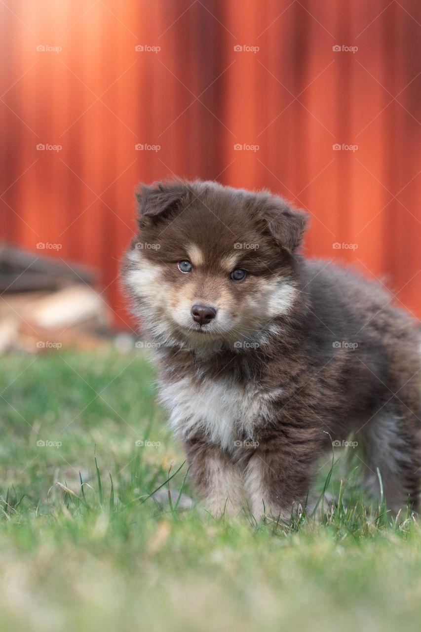 Portrait of a young Finnish Lapphund dog and puppy outdoors 