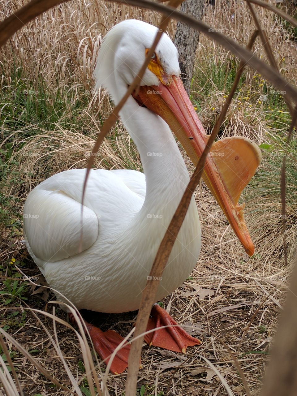 posing American white pelican