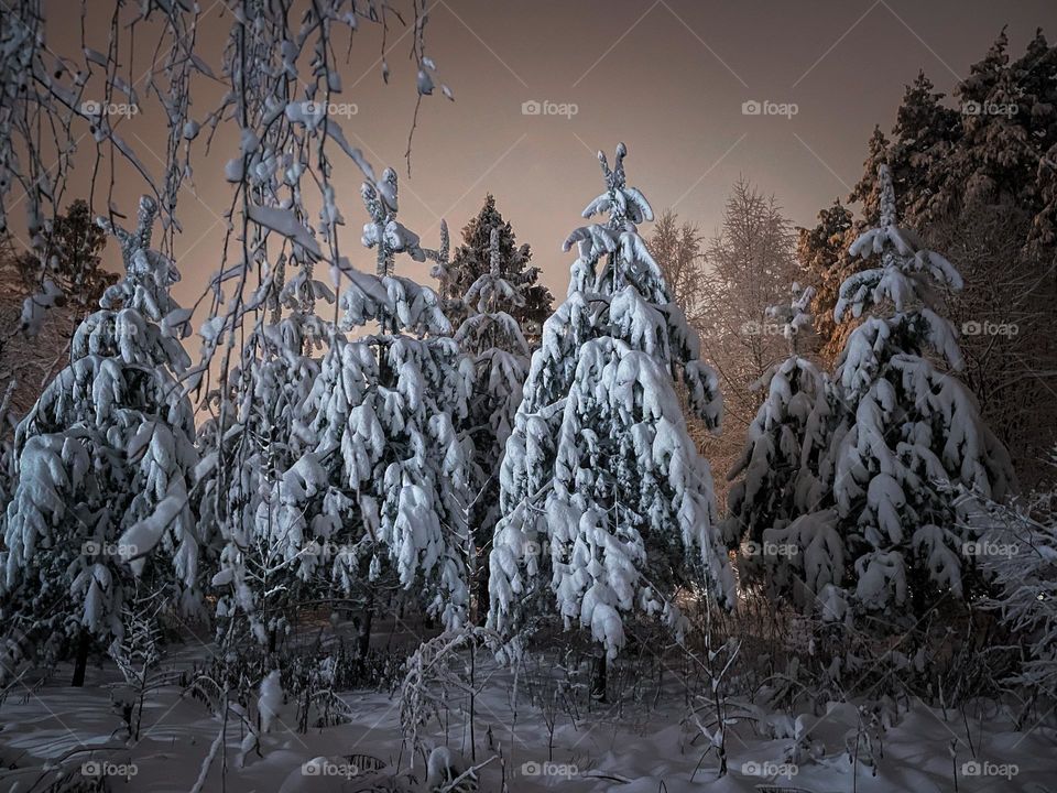 Winter forest at snowy night