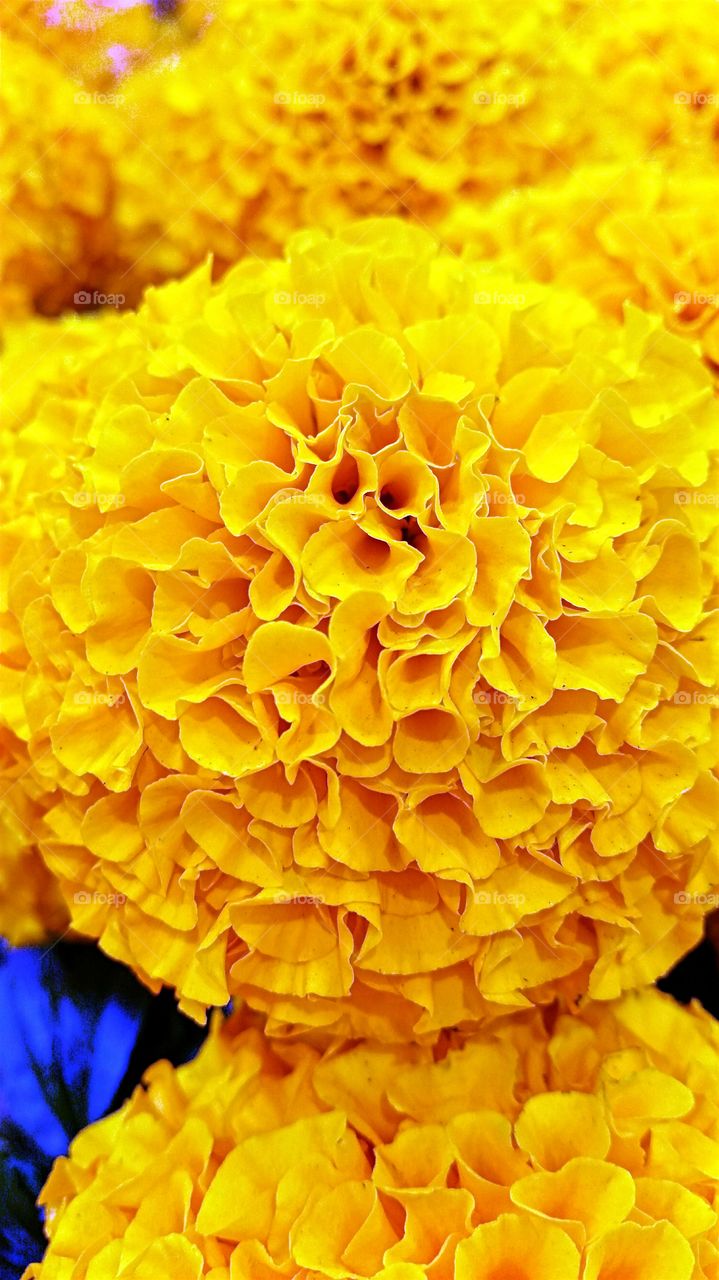 Close-up of yellow flower