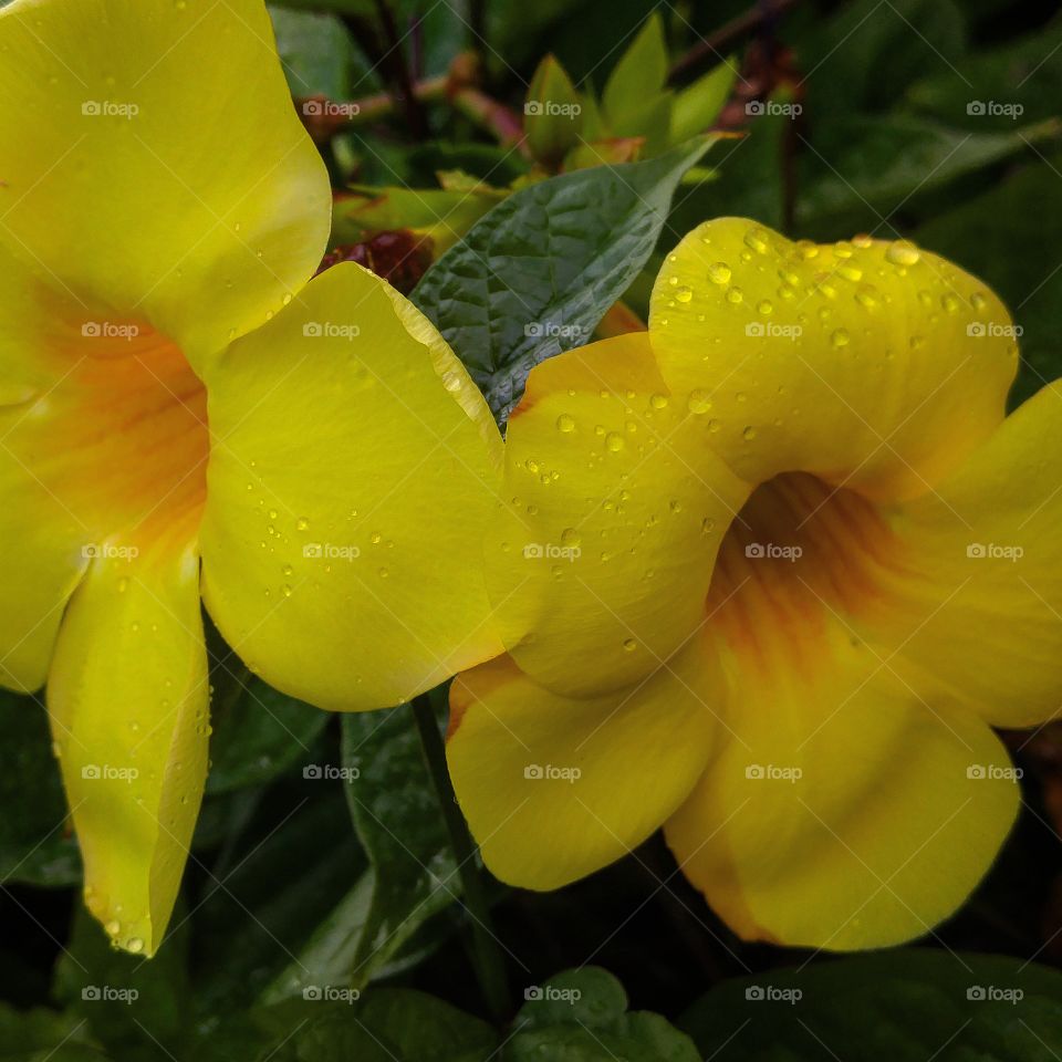 Raindrops on yellow flowers