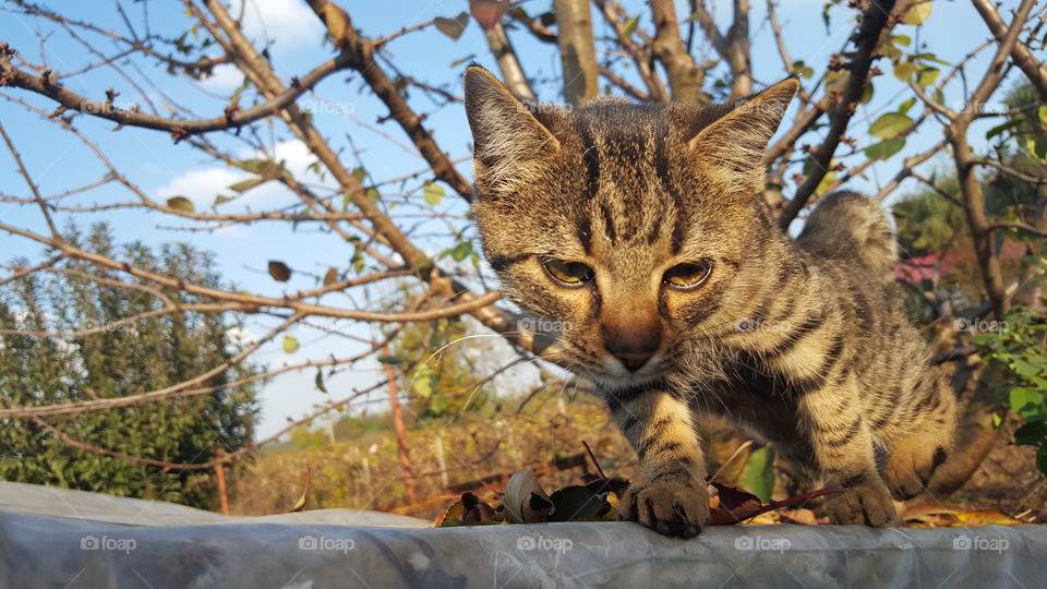 what are you looking for?. Kitty