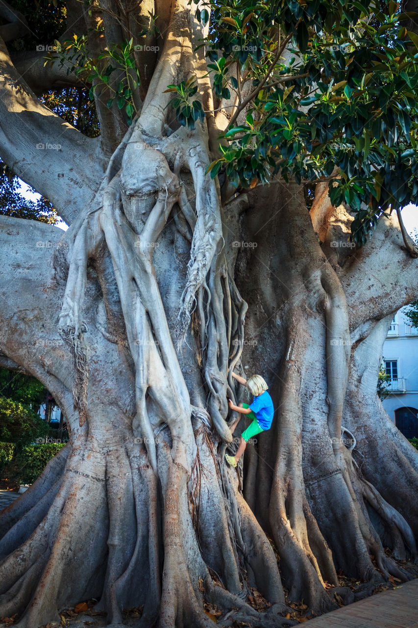 Old tree in Kadis