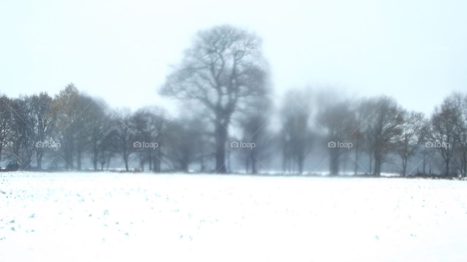 Snow, Winter, Tree, Weather, Landscape