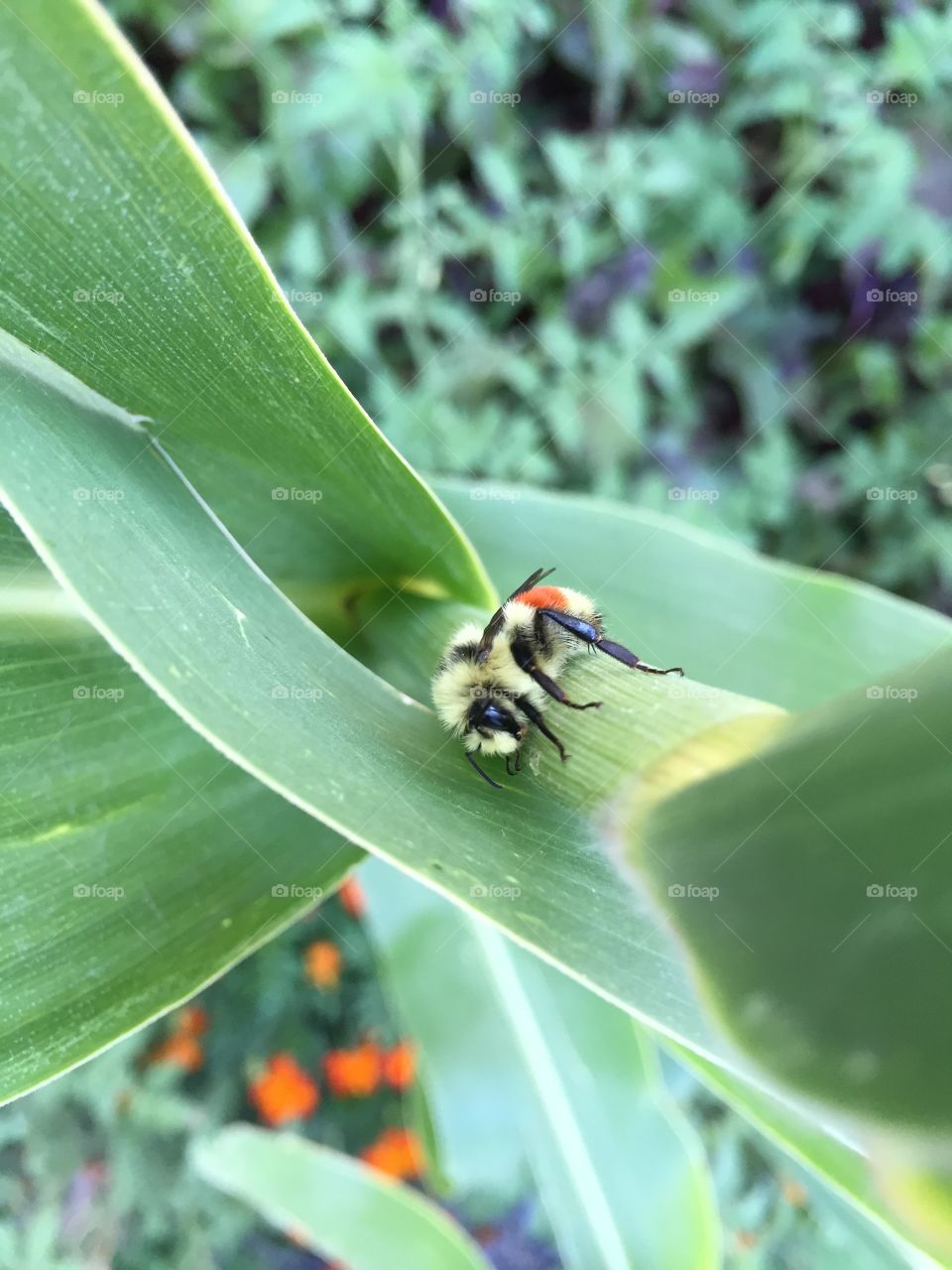 Bumble Bee on cornstalk 