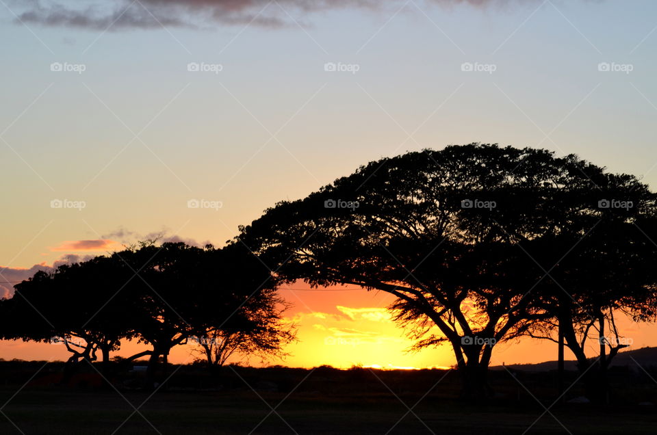 Amazing Silhouette