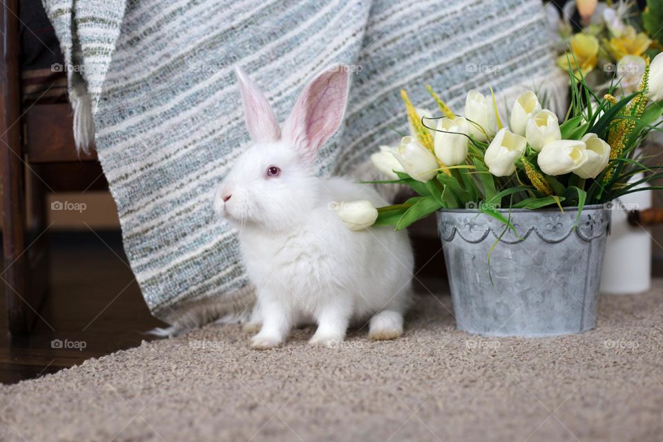 White rabbit next to tulips bouquet 