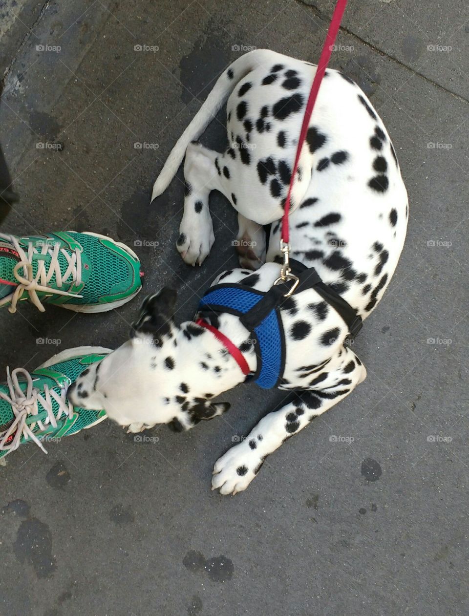 Dalmatian at my Feet From Where I Stand