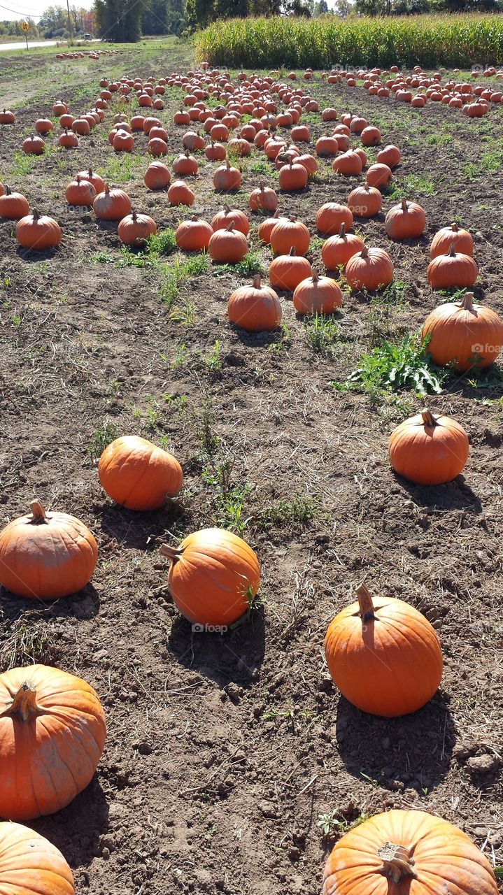 pumpkin patch