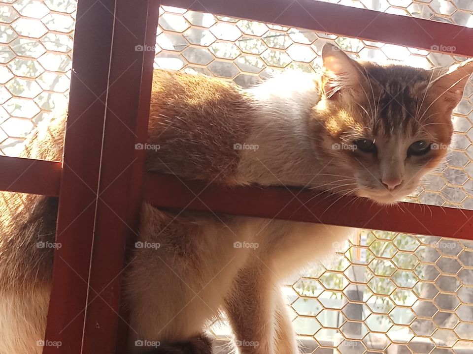 Cute cat on sunlight