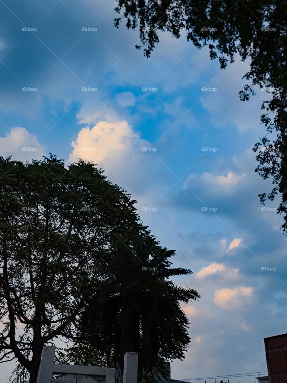 Silhouette of tree with beautiful sky