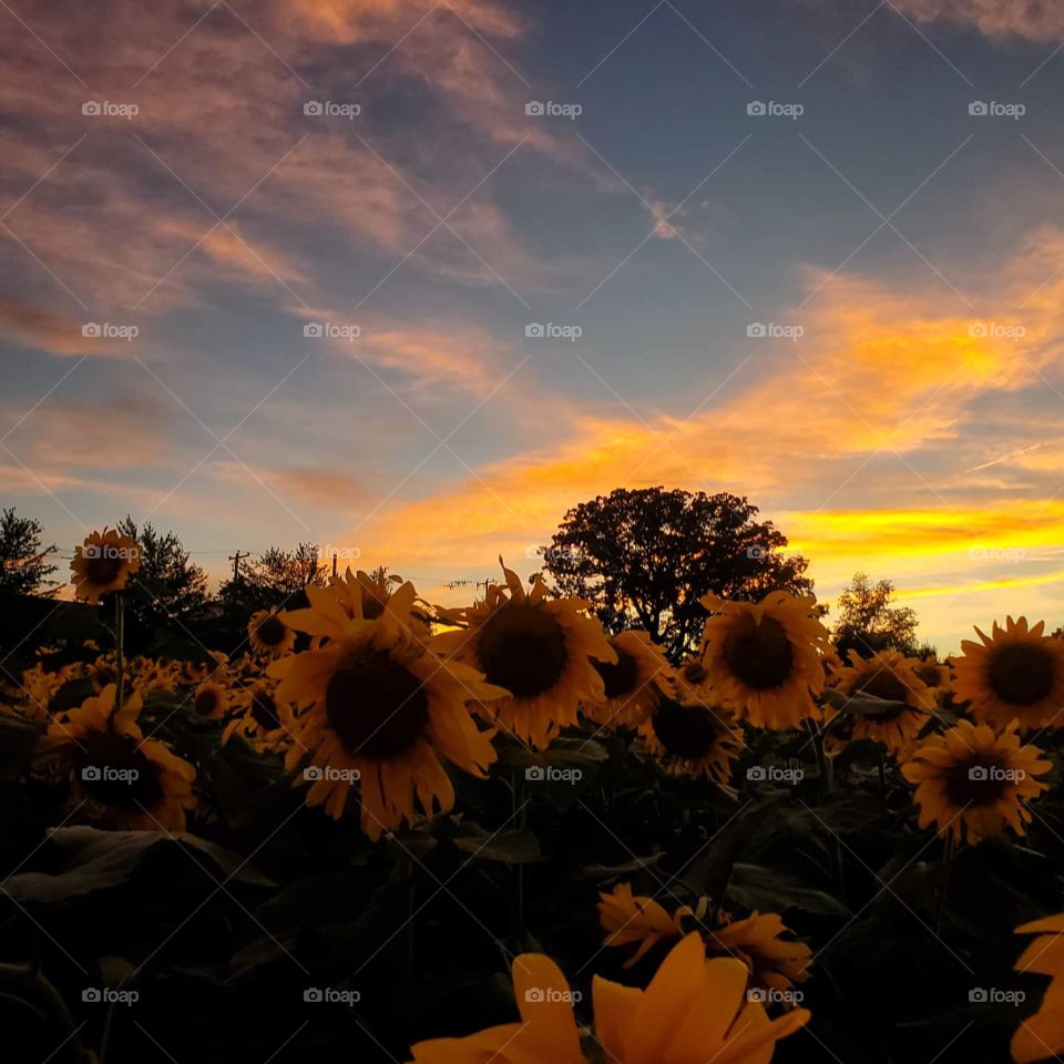 sunset in sunflower field