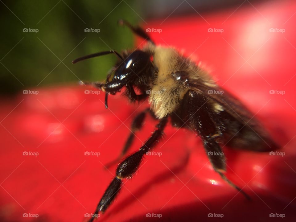 Bumblebee closeup 