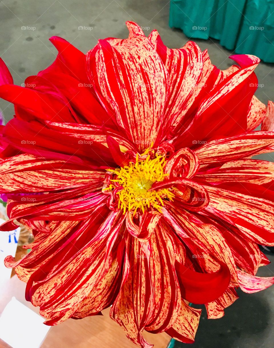 Bright flower at flower show