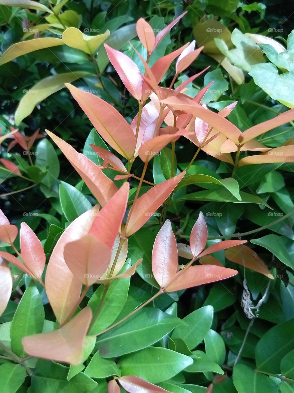 Commonly known as Lilly Pilly, Syzygium are one of the most popular Australian native plants. Lilly Pillies are evergreen rainforest plants with glossy, deep green leaves. Many varieties have flushes of colourful new growth, ranging from bright pinks