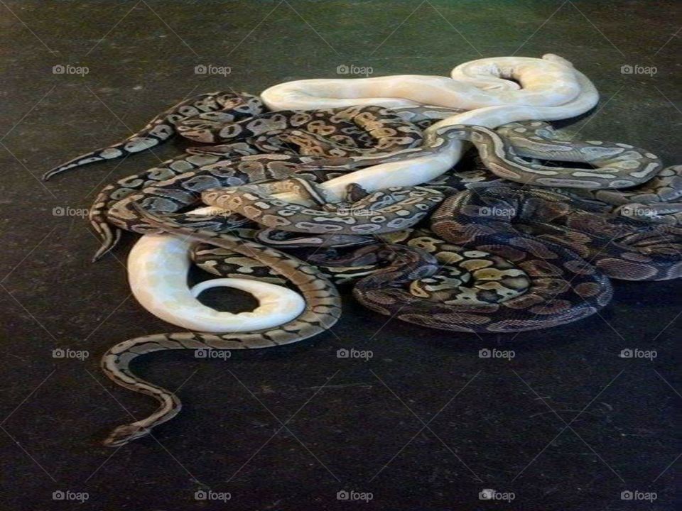 collection of royal pythons
