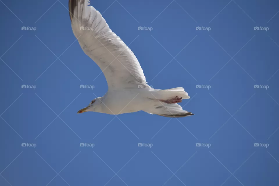 A seagull flying in the blue sky