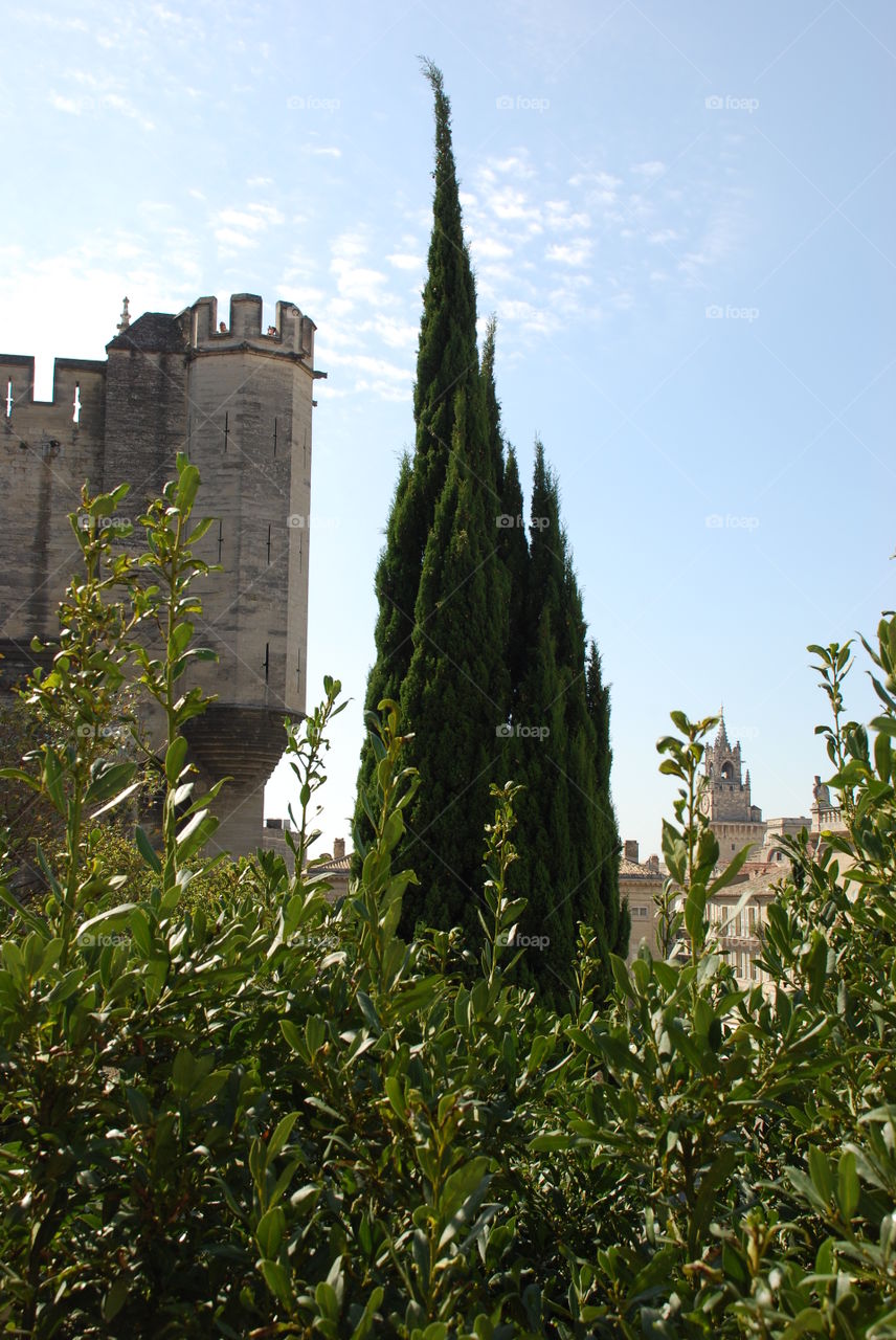 Provence. AVignon