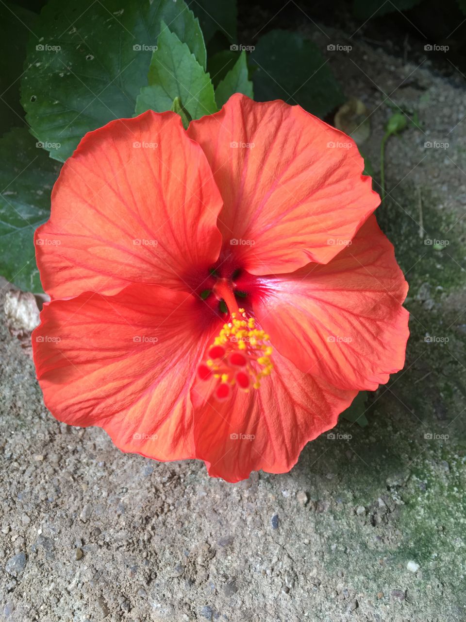 Red orange flower