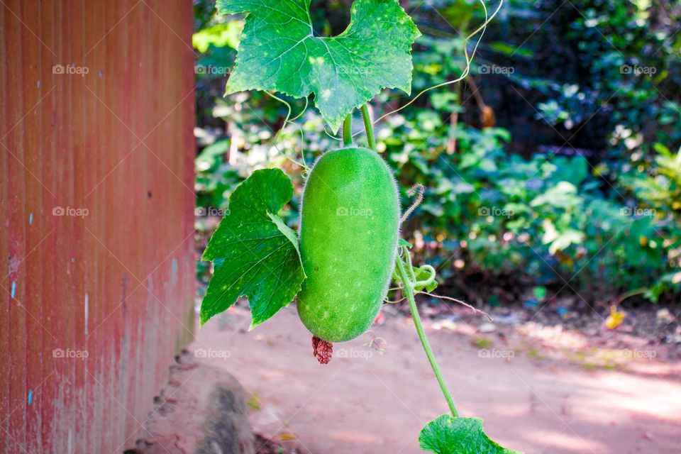 A wax gourd plant.