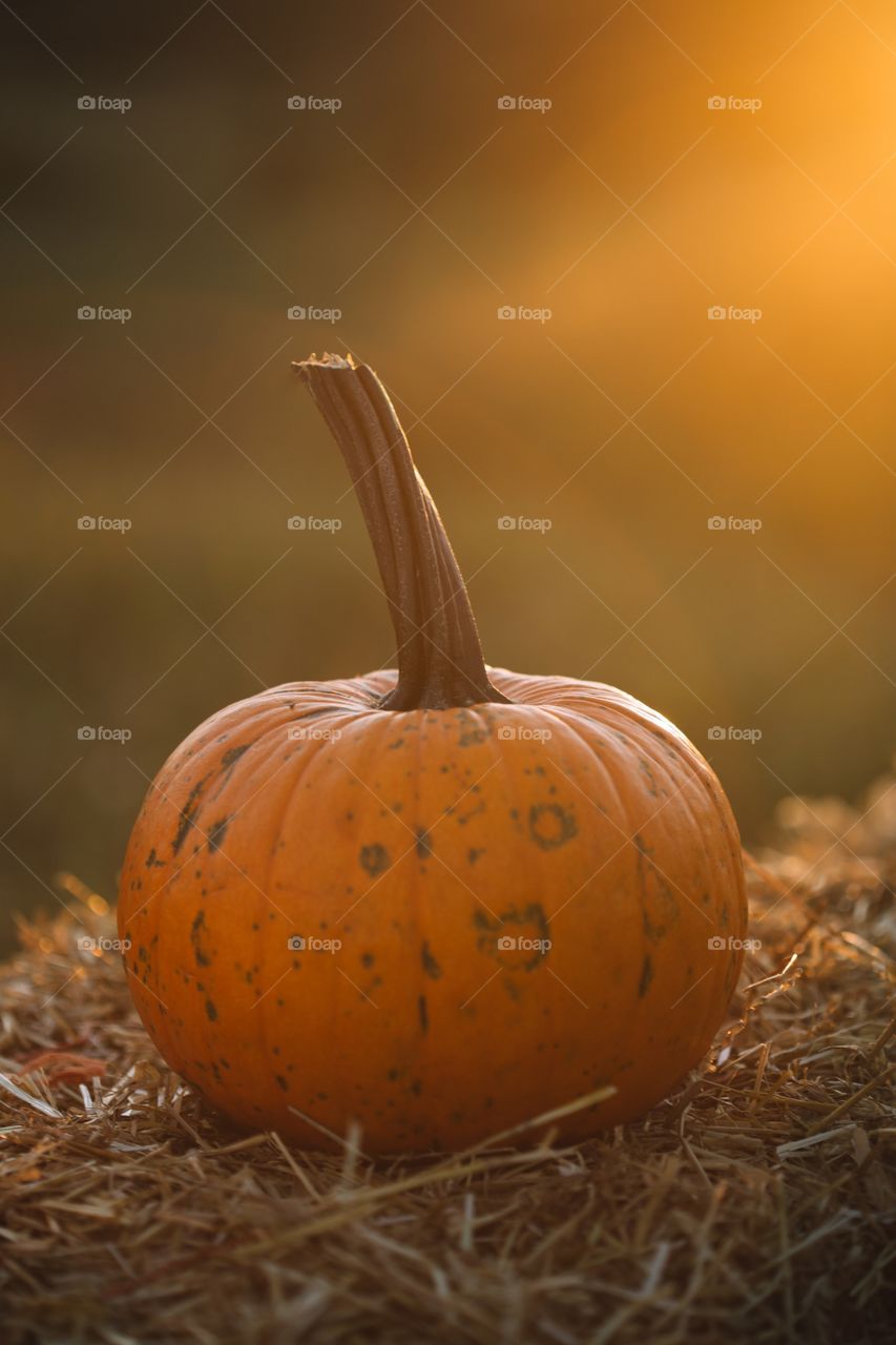 Pumpkin 