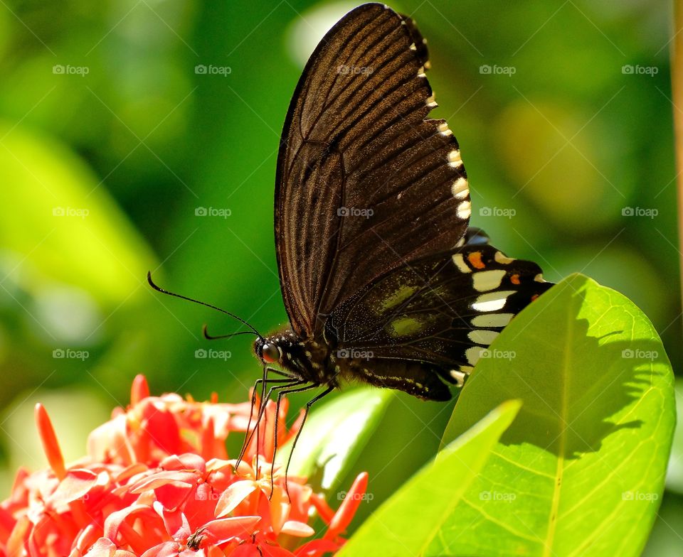 black butterfly in the garden